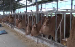 유산균으로 구제역 막는다…피해농가 근심 뚝