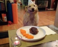 생일 파티가 고마운 개, 이러니 안해줄 수 있어?