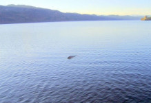 네스호 괴물 사진, ‘가장 선명한 네시’ 누리꾼 깜짝