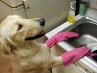 설거지 안 하는 가족 2탄… ‘개가 사람보다 낫네!’