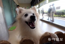 내 성격에 어룰리는 개는 누구? 적극적인 사람은 ‘이 개가 딱!’