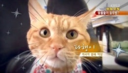‘고양이 명예 역장’ 역곡역 다행이의 사연은?