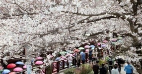 서울 벚꽃 오늘 개화…여의도 윤중로 벚꽃은 다음 주 쯤 개화