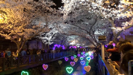 [오늘의 채널A] 벚꽃향연 진해 군항제 모든 것