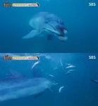 ‘동물농장’ 돌고래 복순이-태산이 2달 후 ‘고향 바다’로 돌아가