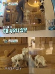 ‘개밥남’ 웰시코기 삼둥이, 주병진 펜트하우스 사우나 점령