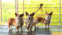 [오늘의 채널A] 양떼 목장으로 간 반려견