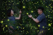 켄싱턴 제주, 반딧불이체험 등 액티비티 프로그램 진행