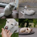 ‘효리네 민박’ 이효리의 시선으로 본 동물 가족들