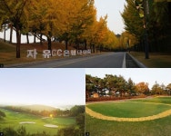 은행나무 길 ‘황금빛 초대’…절로 황홀해지는 자유CC