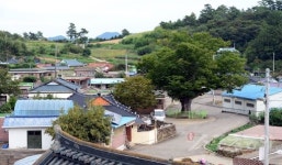 [고흥, 이야기가 있는 마을] 돌림병에 불탄 마을…울다 지쳐 나무가 된 천년쇠
