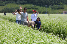 [경마 단신] 렛츠런파크 제주, 4만5000㎡ 메밀꽃밭 개방 外