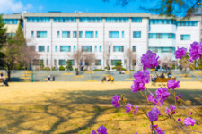 [김재범 기자의 투얼로지] 벚꽃물결·키스로드…사랑 넘치는 캠퍼스의 봄