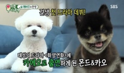 ‘미운우리새끼’ 이태성 반려견 카오, 연기도 되는 만능 犬