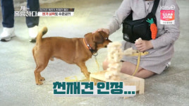 [TV체크] ‘개훌륭’ 역대급 천재犬 뭉이, 젠가까지 “감동스러워 가슴 아파”