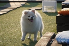 익산시 “반려동물 놀이터 운영해요”