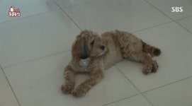 [TV북마크] ‘동물농장’ 이효리와 순심이 마지막 “인생의 기적♥” (종합)