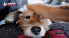 ‘동물농장’ 이효리 “순심이 통해 사람도 사랑하게 돼”