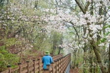 꽃비 맞은 ‘완주의 봄’…힐링 천국 [김재범 기자의 투얼로지]