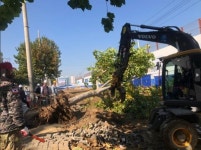 대구 동구, 생활불편 가로수 제거사업 실시