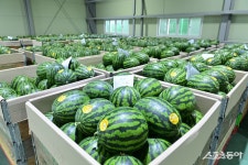 봉화군, 지역 특산물 준고랭지‘재산 수박’본격 출하