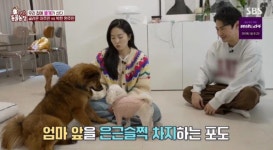 전진♥류이서 도장 찍었다…을 자처하며 믹스견 임보 (동물농장)