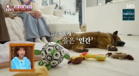 전진♥류이서 도장 찍었다…을 자처하며 믹스견 임보 (동물농장)