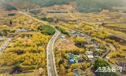제26회 구례산수유꽃축제···내달 15일 개막