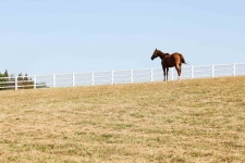 [경마]은퇴 경주마들의 휴식처, 마사회 ‘2025 명예경주마 휴양사업’ 추진