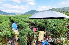 청송군, 2025년 고추 수확 편의장비 지원사업 추진