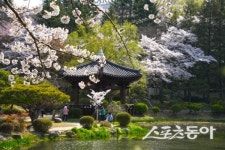 “봄바람 타고 떠나요!” 경주 봄꽃 명소 20선