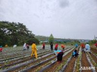 영천시 화산면 새마을회 ‘행복농장 고구마 심기’ 행사