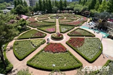 부산 기장군 좌광천 지방정원, 장미의 향연 펼쳐진다