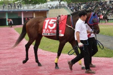 [경마]오아시스블루, 농림축산식품부장관배서 9년만의 트리플 크라운 정조준