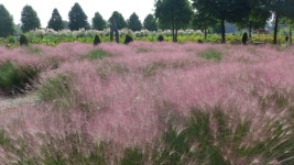 [여밤시]태안에선 게국지조차 느리게 끓는다