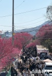 1만 인파 홀린 ‘홍매화의 유혹’… 순천 매곡동, 대한민국 봄의 서막을 열다