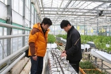  토종 흰민들레 양액재배 연구로 대량생산 기틀 만들어