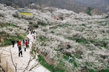 우리테마투어 섬진강 가면 매화꽃이 활짝