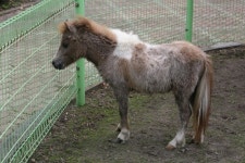 세계에서 가장 큰 말과 가장 작은 말이 있는 곳-세계 말 체험 동물원