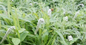 초록 물결 넘실대는 태백으로 오드래요