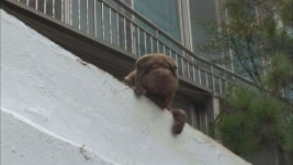 ‘동물농장’ 지드래곤 반려견 샤페이부터 코아티까지 ‘별별출연’