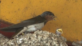 동물농장, 한지붕다세대 제비 가족 소개