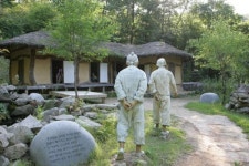 흐드러진 메밀꽃의 향연, 봉평 효석 문화제 6일 개막