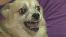 ‘동물농장’ 견공계의 독하디 독한 시누이 벤지