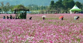 가을에 가볼만 한 축제, 많아도 너∼무 많아