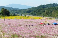 명품한우와 함께 즐기는 가을의 정취, 강원도 횡성으로 떠나요`
