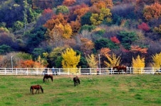 가을 단풍여행, 교통체증 걱정 없는 열차로 떠나요