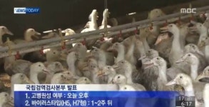전북 고창 오리농장 AI 의심, 농식품부 … 확진 아니다