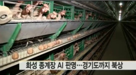 화성 종계장 AI 판명, 3km 인근 농장까지 살처분