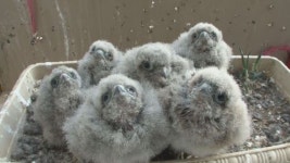 동물농장 아기 황조롱이 6남매의 엄마 찾기